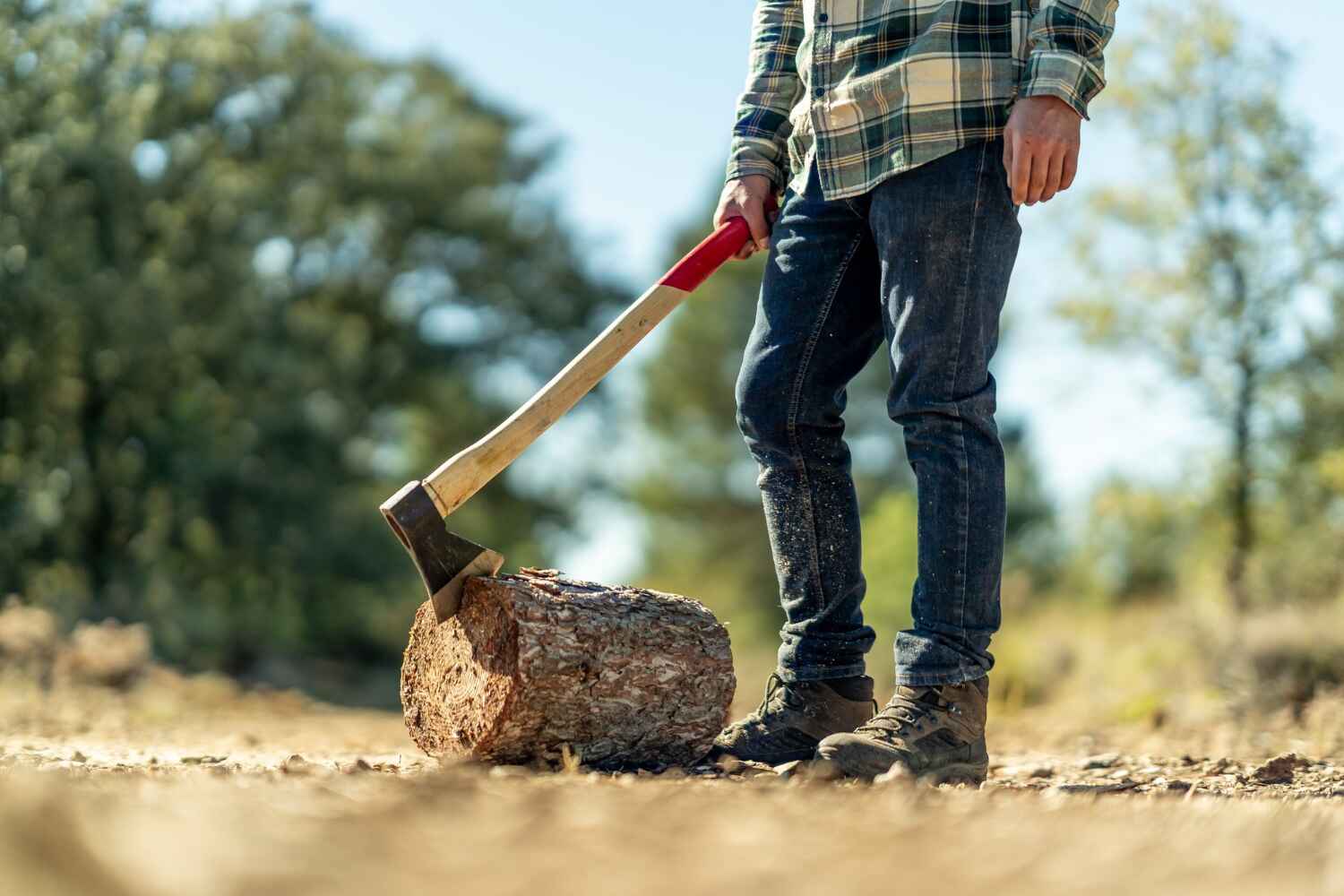 Tree Root Removal